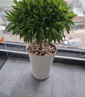 Cây nội thất 37