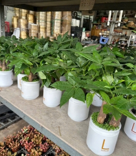 Cây thủy canh 4