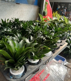 Cây thủy canh 6