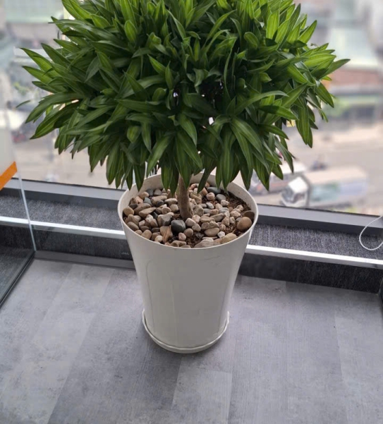 Cây nội thất 37