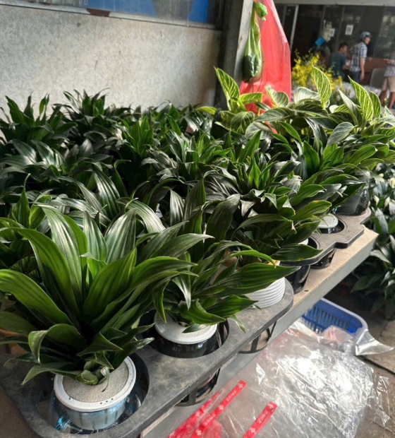 Cây thủy canh 6